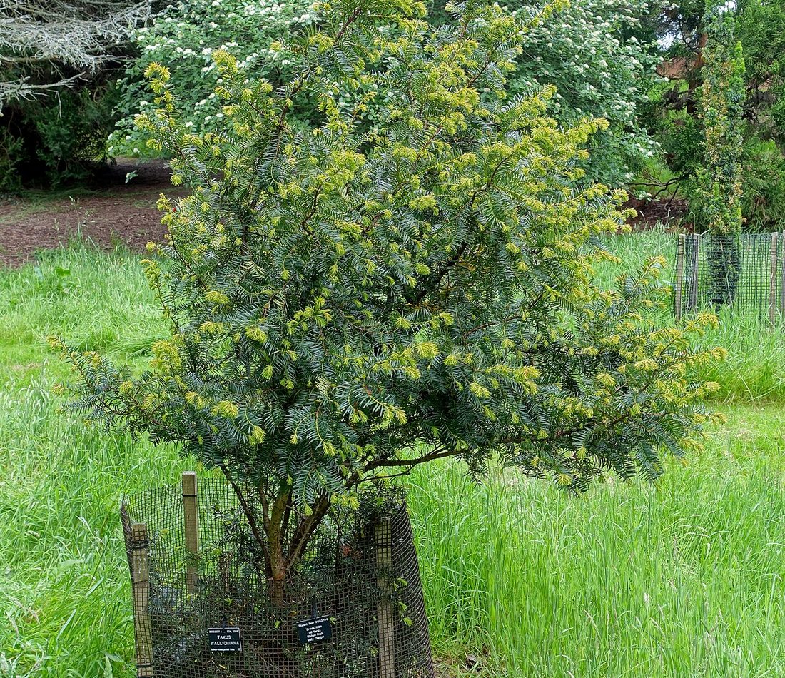 Himalayan Yew reference