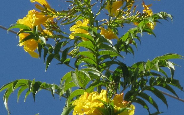Yellow Trumpetbush reference