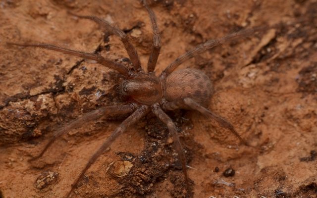 Barn Funnel Weaver reference