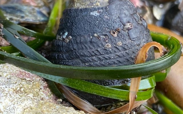 Black Turban Snail reference