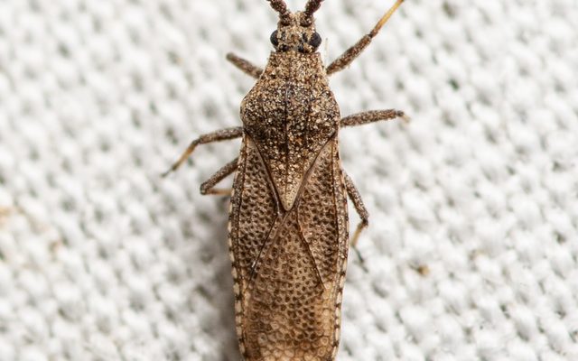 Lantana Lace Bug reference