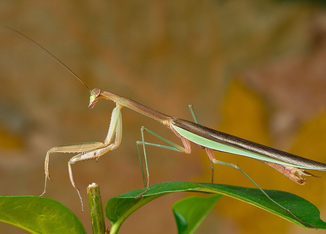 Chinese Mantis reference