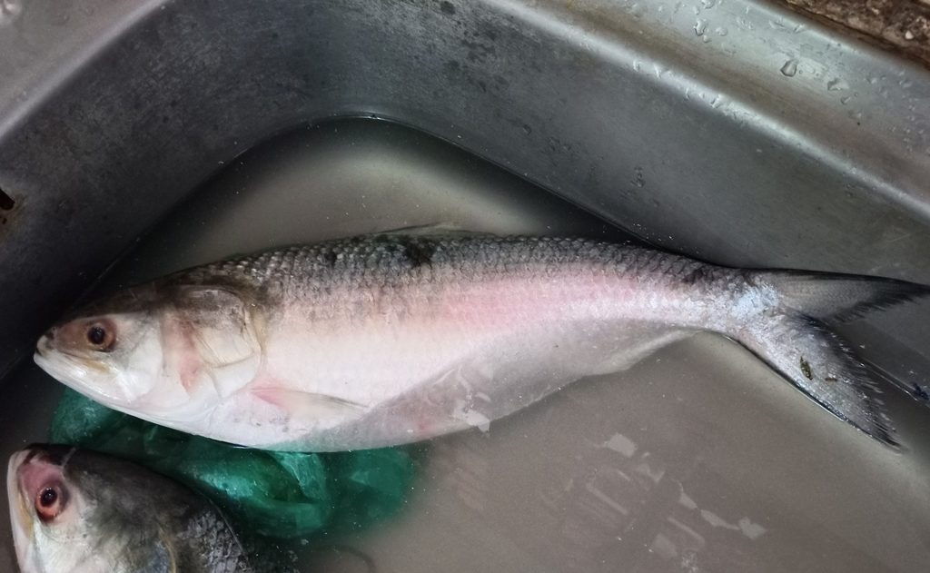Hilsa Shad reference