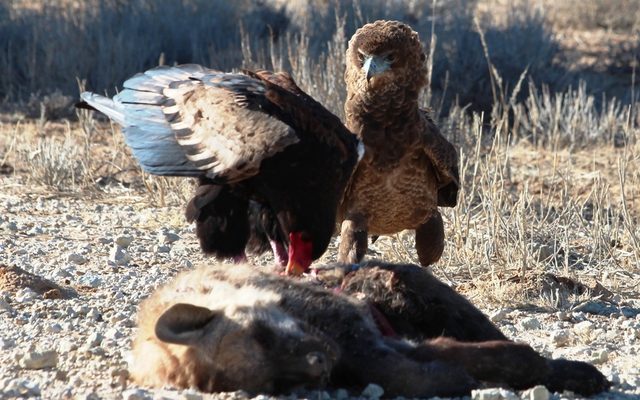 Bateleur reference