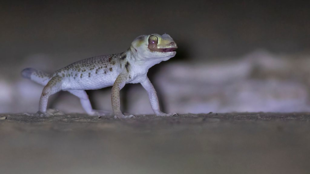 Midday Gecko reference