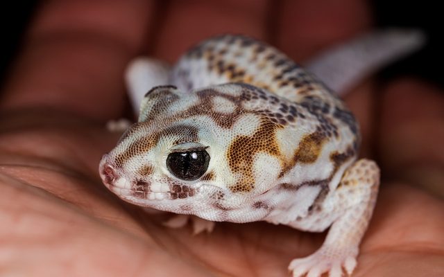 Common Wonder Gecko reference
