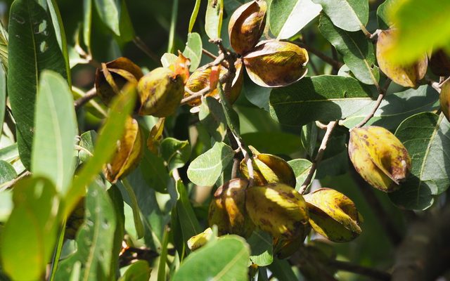 Arjun Tree reference