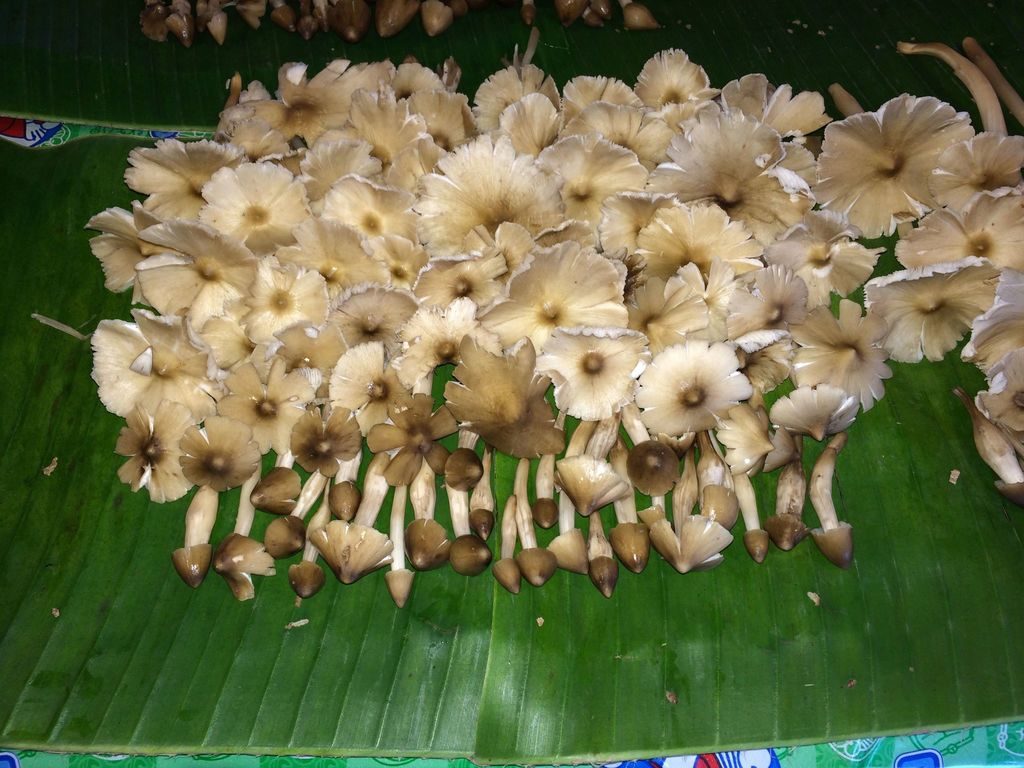 Termite Mushroom reference