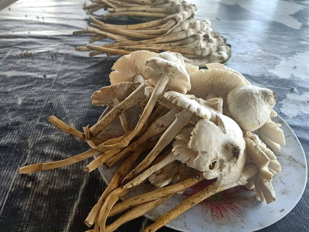 Termite Mushroom reference
