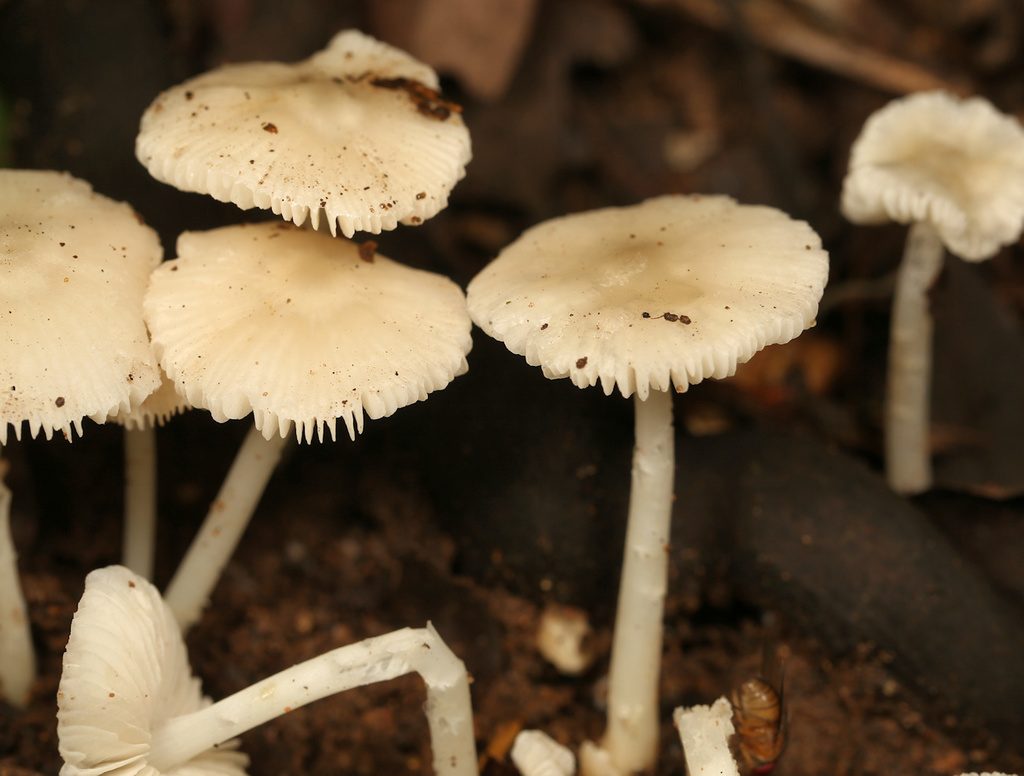 Termite Hill Mushroom reference