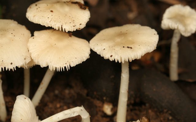 Small Termite Mushroom reference