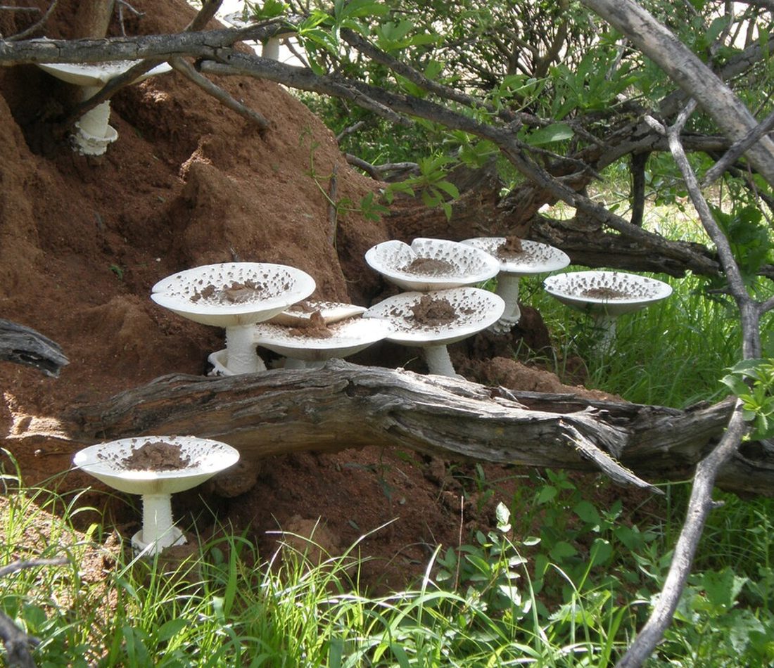 Termite Mushroom reference