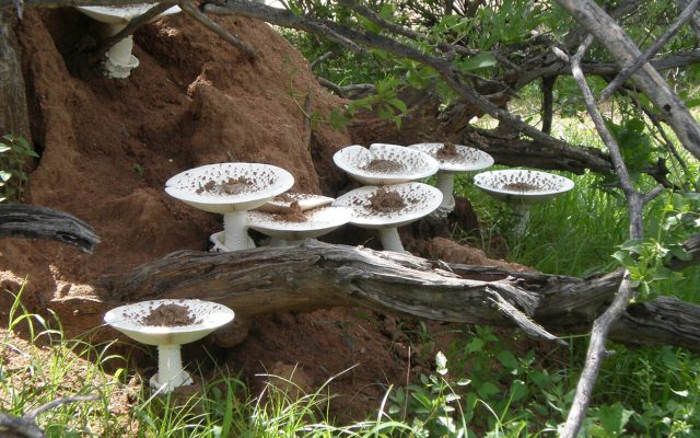 Reticulate Termite Mushroom reference