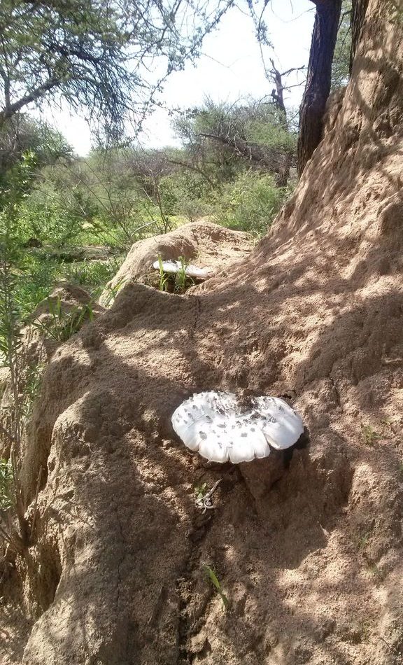 Termite Mushroom reference