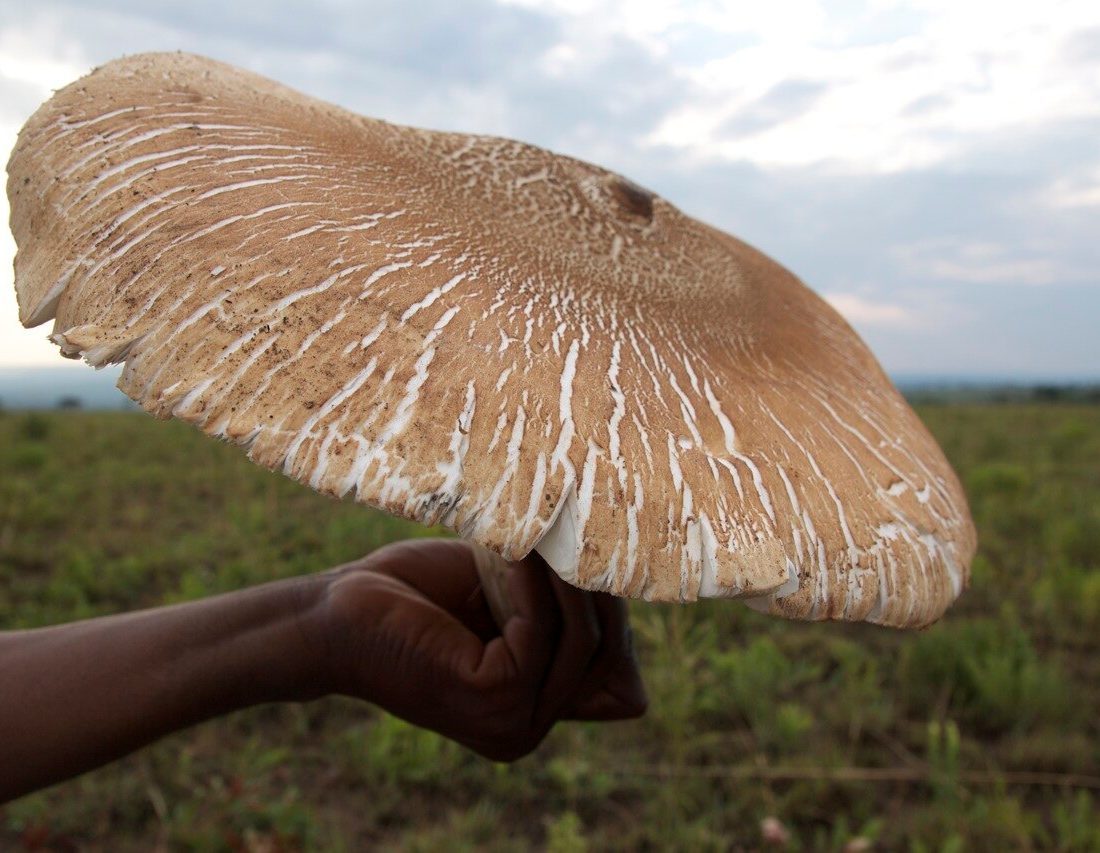 Termite-hill Mushroom reference