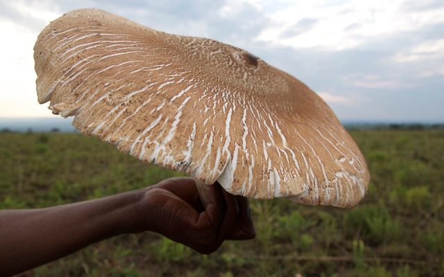 Titan Termite Mushroom reference