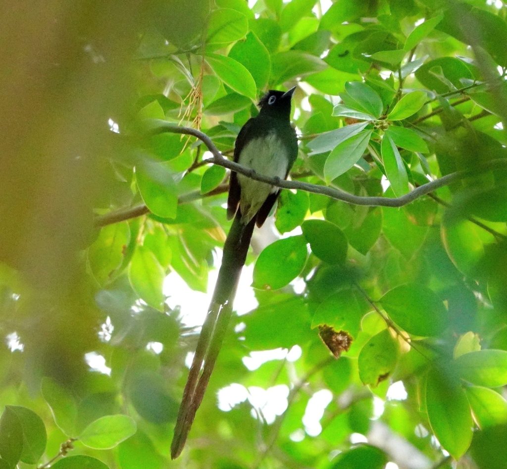 Japanese Paradise Flycatcher reference