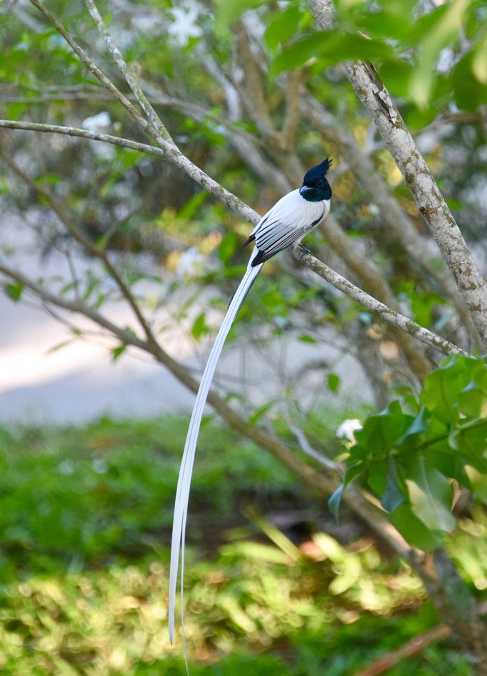 Indian Paradise-Flycatcher reference