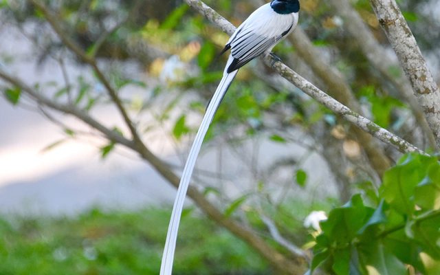 Indian Paradise Flycatcher reference