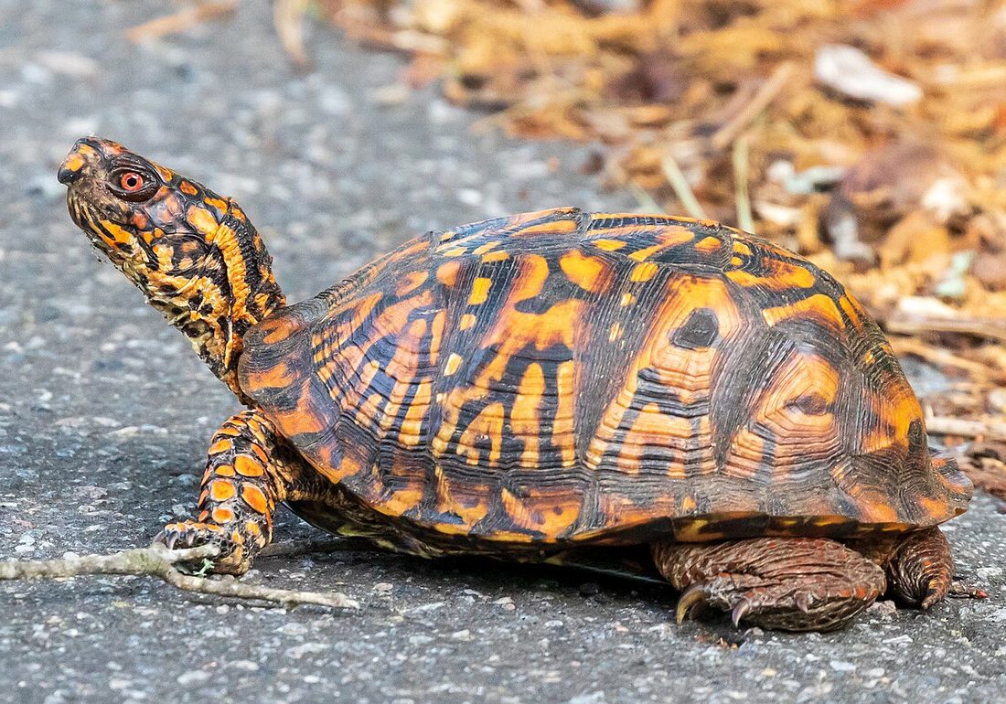 Common Box Turtle reference