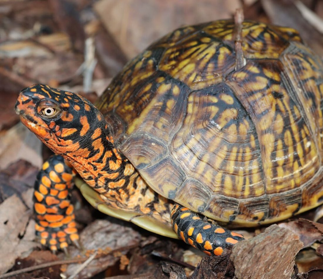 Three-toed Box Turtle reference