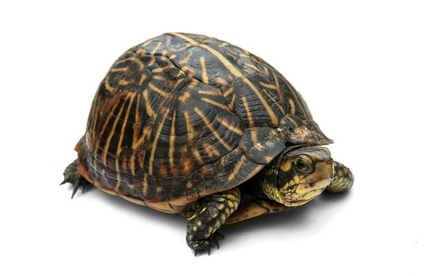 Eastern Box Turtle reference