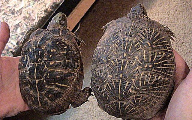 Ornate Box Turtle reference
