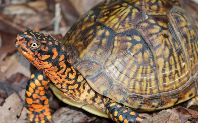 Three-toed Box Turtle reference