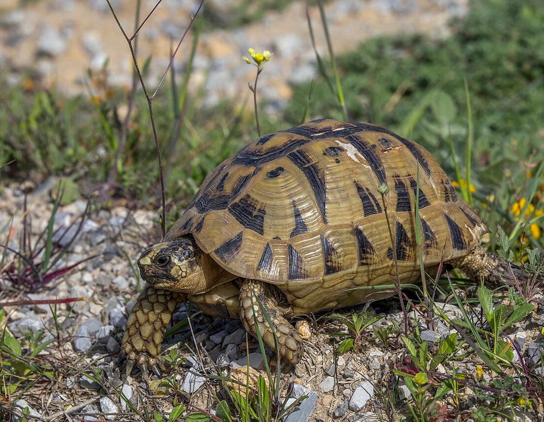 Greek Tortoise reference