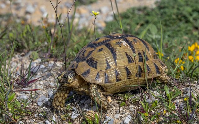 Greek Tortoise reference