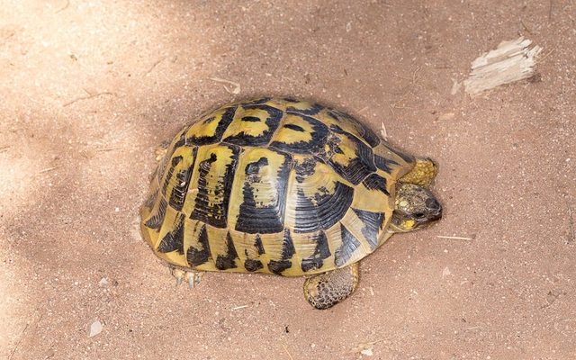 Hermann's Tortoise reference