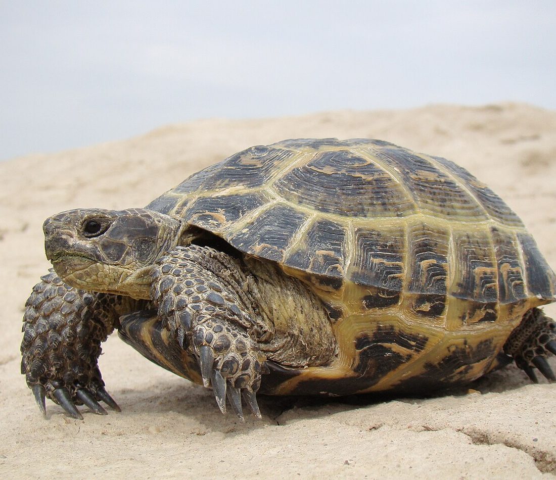 Afghan Tortoise reference