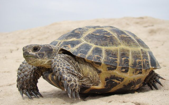Russian Tortoise reference
