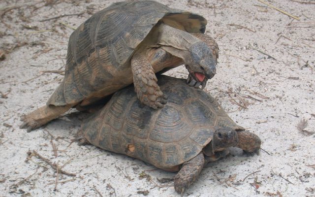 Marginated Tortoise reference