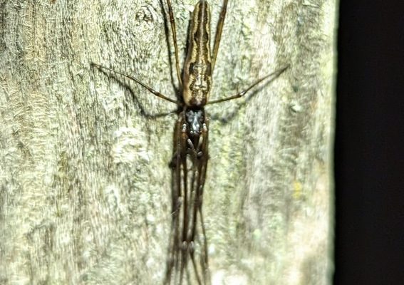 Long-jawed Orbweaver reference