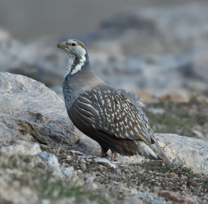 Caspian Snowcock reference