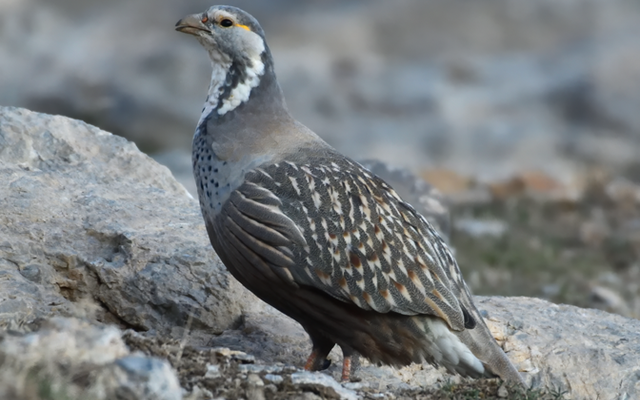 Caspian Snowcock reference