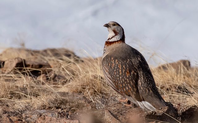 Himalayan Snowcock reference