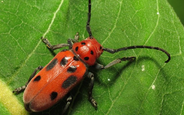 Red Milkweed Beetle reference