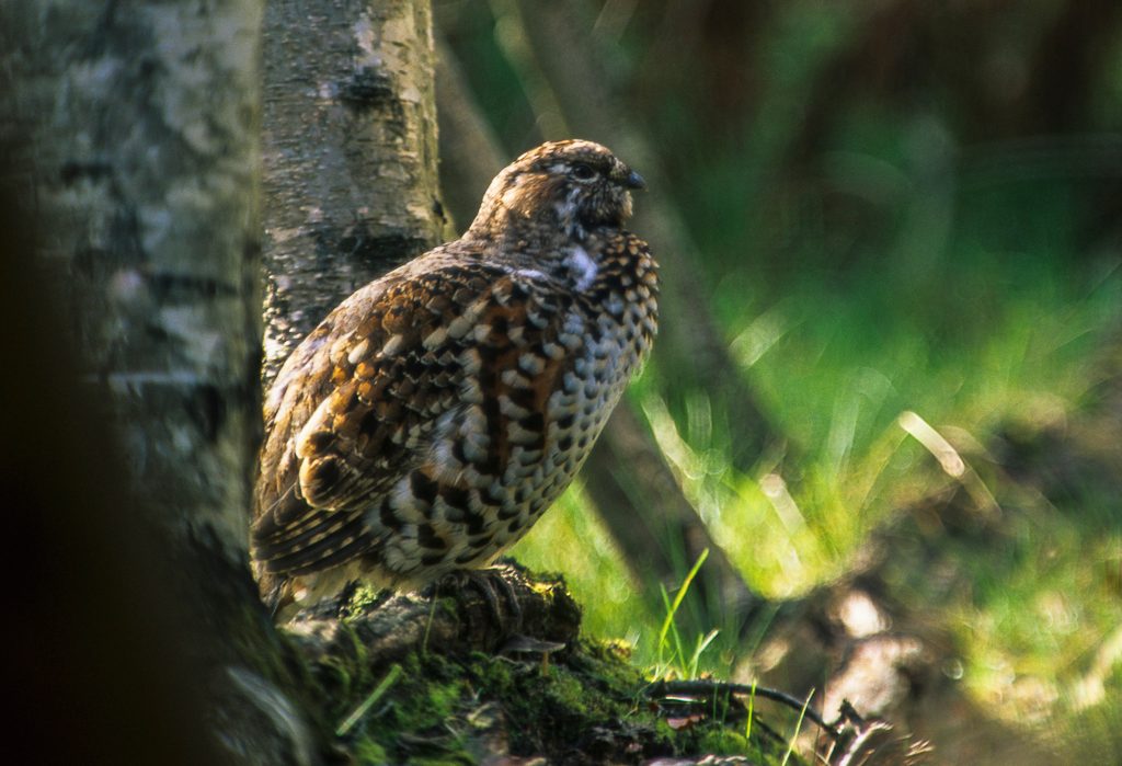 Hazel Grouse reference