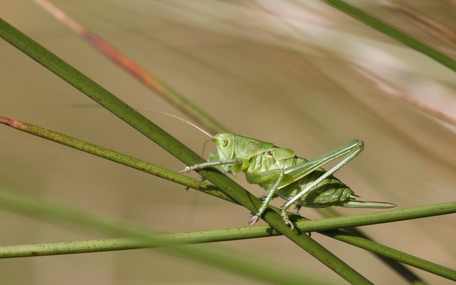 Great Green Bush-cricket reference