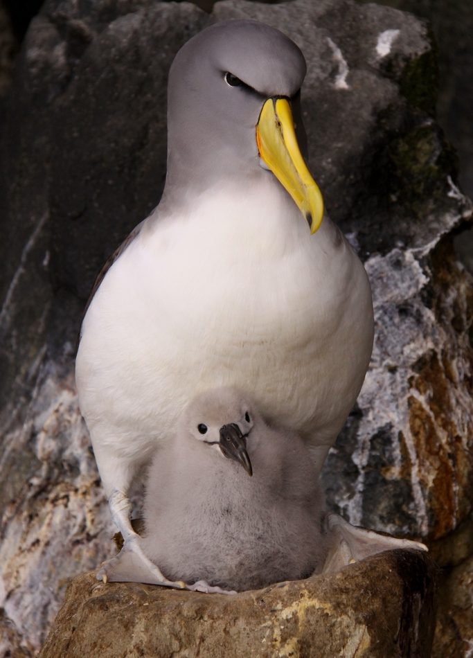 Chatham Albatross reference