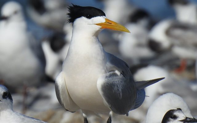 Greater Crested Tern reference