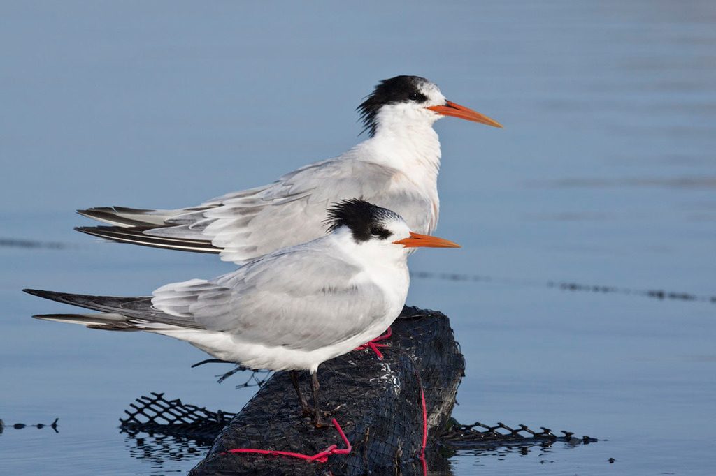 Elegant Tern reference