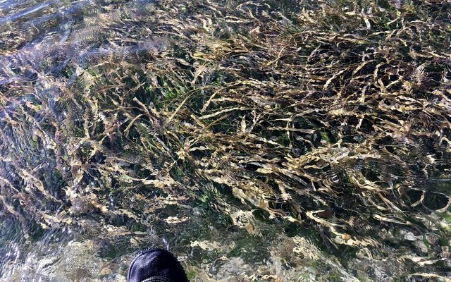 Turtle Grass reference
