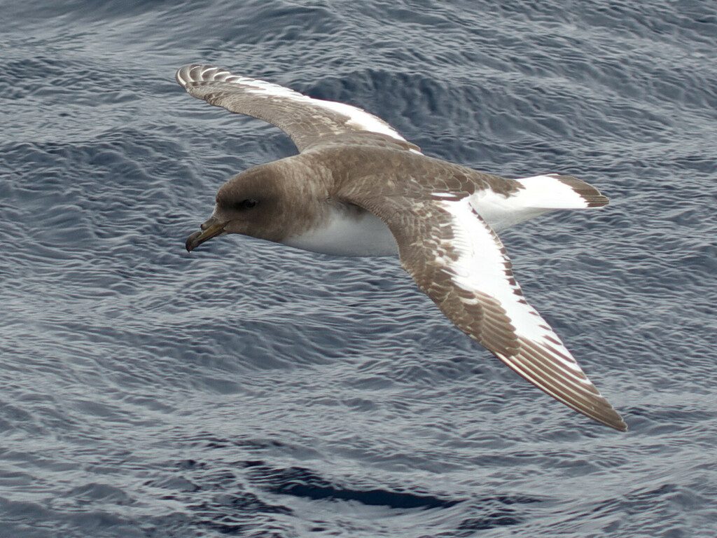 Antarctic Petrel reference
