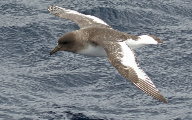 Antarctic Petrel reference