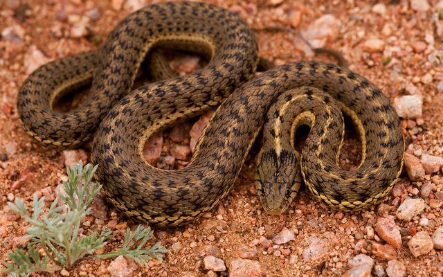 Western Terrestrial Garter Snake reference