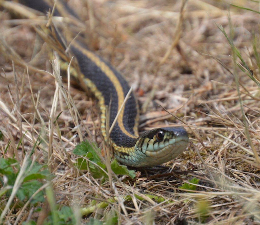 Northwestern Garter Snake reference