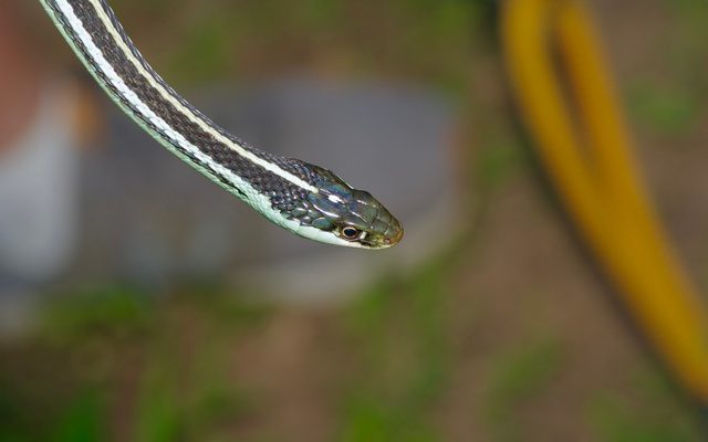 Western Ribbon Snake reference